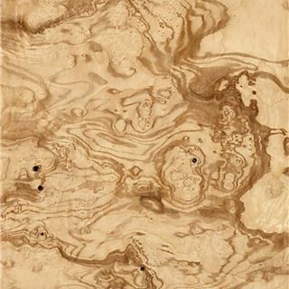 白栓橄榄树瘤  Ash Burl Olive